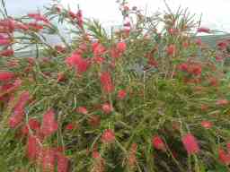 Callistemon citrinus splendens  mail order austriailian shrubs rare flowering